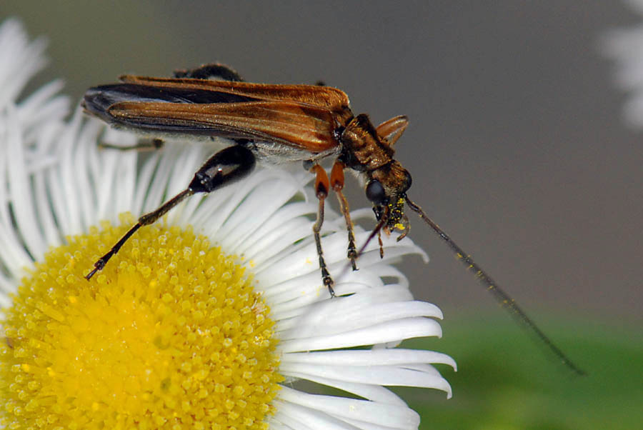 Oedemera da Id. Oedemera podagrariae